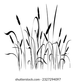 Reed grass is green, a marsh plant.
Japanese traditional ink painting
 Oriental style sumi e, u shun, go hua,
SSTK abstract,
vector illustration.