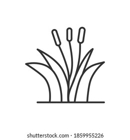 reed grass icon vector illustration