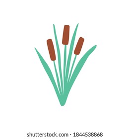 Reed in grass isolated element. Flat cane clipart. Vector illustration