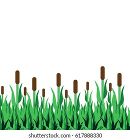 Reed with grass on white background. Vector illustration.