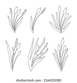 1,978 Botanical Illustration Reed Grasses Illustration Images, Stock ...