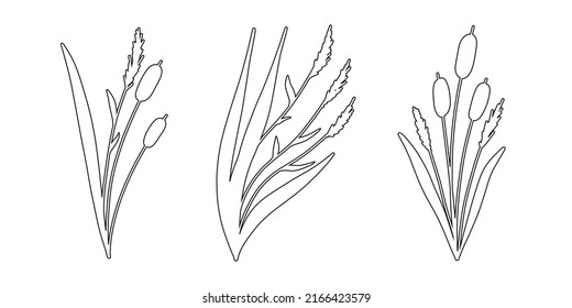 Reed Grass Outline Sketch