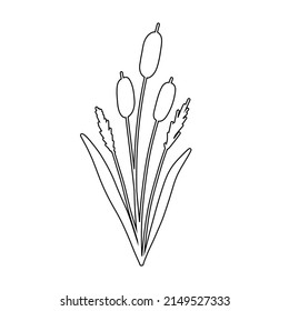 Reed Grass Outline Sketch. Hand drawn Reeds illustration. Vector isolated element.