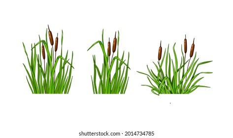 Reed grass set on a white isolated background. Vector illustration in the cartoon style.