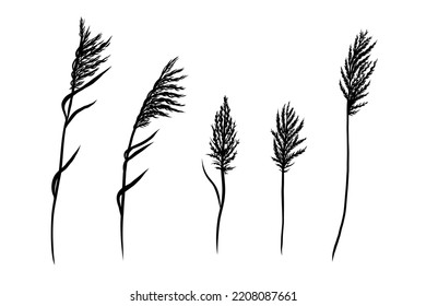 Reed Grass Silhouette, Bulrush, Pampas, Steppe Feather Dry Grass. Black hand drawn Reeds Sketch. Vector set of monochrome isolated elements on a white background.