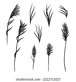 Silhouette de Grasa Reed, Bulrush, Pampas, Grasa Seca De Pescado De Estepa. Esbozo de cañas dibujado a mano negra. Conjunto vectorial de elementos aislados monocromáticos sobre un fondo blanco.