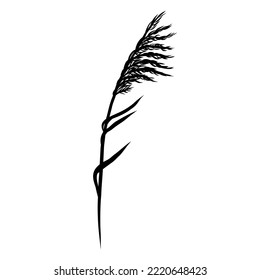 Reed Grass Silhouette, Bulrush, Pampas, Steppe Feather Dry Grass. Black Hand Drawn Reeds Sketch Illustration. Vector Element Isolated on a White Background.