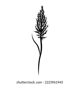 Reed Grass Silhouette, Bulrush, Pampas, Steppe Feather Dry Grass. Black Hand Drawn Reeds Sketch Illustration. Vector Element Isolated on a White Background.