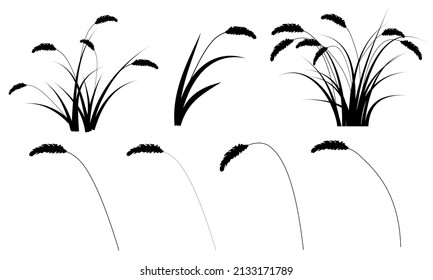 reed grass, reed grass silhouette, reed flower