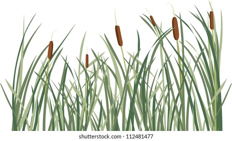 Reed and green grass background vector illustration for design