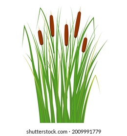 Reed in the green grass. Swamp and river plants. Vector flat illustration