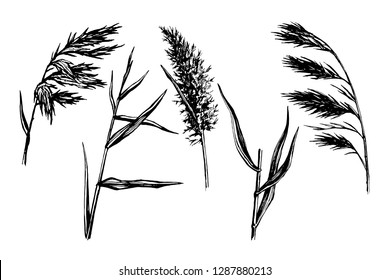 Reed Hand drawn sketch vector  set.  Water plant illustration. Reeds in a pond, doodle style.