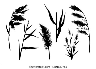 Reed Hand drawn sketch vector silhouette set.  Water plant illustration. Reeds in a pond, doodle style.