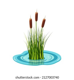 Reed high in the grass grows from the water. Vector illustration of pond plants.