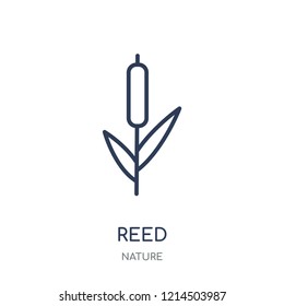 Reed icon. Reed linear symbol design from Nature collection. Simple outline element vector illustration on white background.