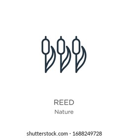 Reed icon. Thin linear reed outline icon isolated on white background from nature collection. Line vector sign, symbol for web and mobile