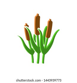Reed icon.Isometric and 3D view.
