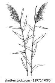 Reed illustration, drawing, engraving, ink, line art, vector