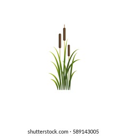 Reed illustration. Vector isolated reeds.