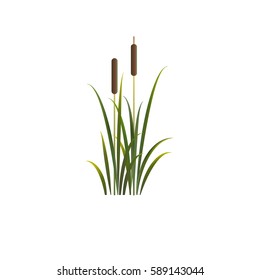 Reed illustration. Vector isolated reeds.