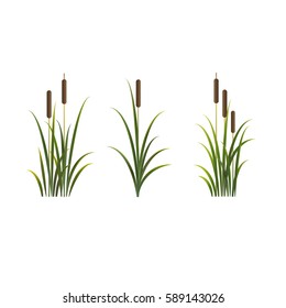 Reed illustration. Vector isolated set of reeds.