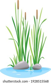 Reed mace plant grow near the water isolated illustration, water plants for decorative pond in landscape design garden, green lake bulrush plants with stones in water on side view