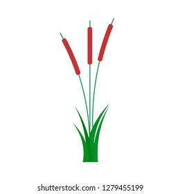 Reed natural wild summer flat vector. Bulrush grass isolated illustration plant river