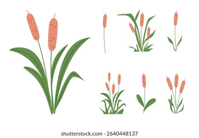 Reed plant illustration. Cattails vector