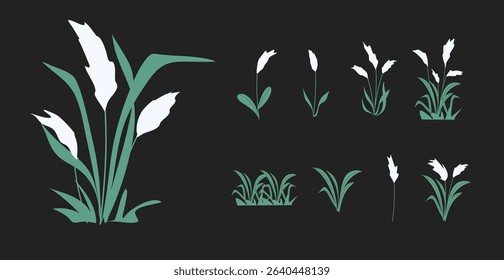 Reed plant illustration. Cattails vector
