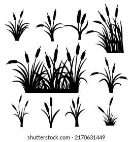 silueta de planta de junco Borde  bastón  bulrush  Set  silueta negra sobre fondo blanco vector