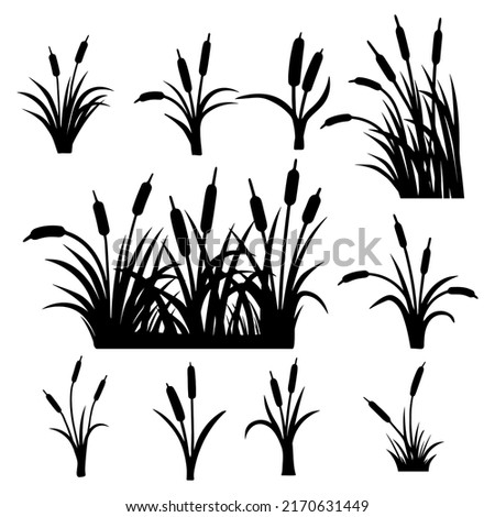 reed plant silhouette,Sedge, cane, bulrush, Set, Black silhouette on white background,vector Сток-фото © 