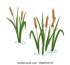 Reed in pond set. Vector cartoon illustration isolated on white background. Plants on swamp and wetland.