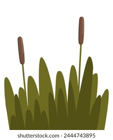 Caña, seto y hierba. Planta robusta que crece en humedales y a lo largo de masas de agua, con subgrupos estrechos y cilíndricos, cabezas de semillas distintivas y hojas alargadas. Ilustración vectorial