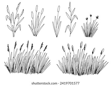 Reed set isolated graphic black white sketch illustration vector