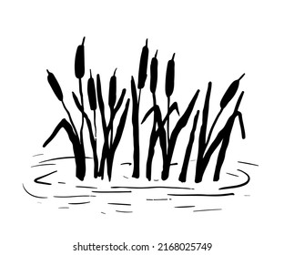 Reed silhouette. Vector illustration isolated on white background. Plants on swamp and pond.