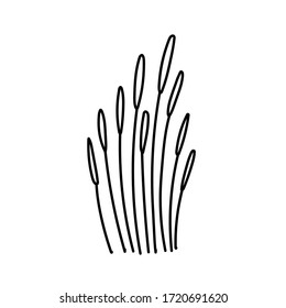 reed stylized bush black and white isolated. Reed grass, bush black silhouette - isolated. reed bush,shrub, branch, bush, twig, rush, elements, herbal, silhouette, black and white, hand drawn, rural,