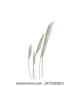 Reed traditional retro botanical illustration