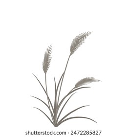 Reed traditional retro botanical illustration