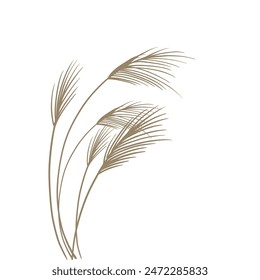 Reed traditional retro botanical illustration