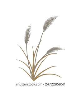 Reed traditional retro botanical illustration