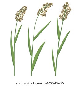 reed, vector drawing wild plants at white background, set of floral elements, hand drawn botanical illustration