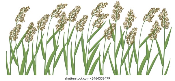 reed, vector drawing wild plants at white background, floral border, hand drawn botanical illustration