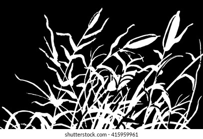 Reed vector illustration. Gravure drawing.