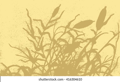 Reed vector illustration. Gravure drawing.