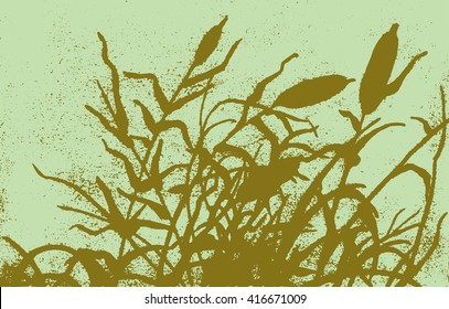 Reed vector illustration. Gravure drawing.