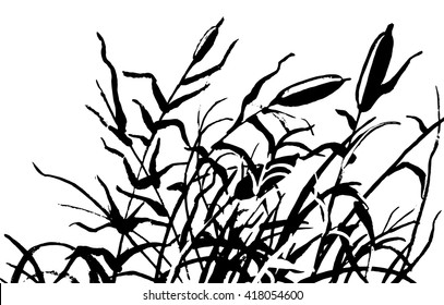 Reed vector illustration. Gravure drawing.