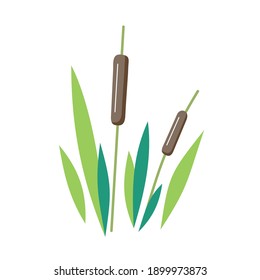 reed vector illustration on white background. river plant