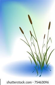 Reed in water