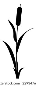 Reed water grass plant vector icon isolated on white background. Black silhouette image.