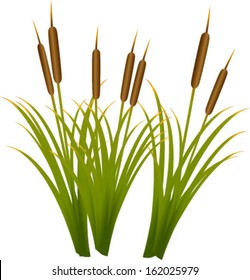 reeds